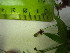  ( - TJD-590)  @11 [ ] CreativeCommons - Attribution Non-Commercial (2013) MTMG McGill University Herbarium