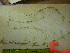  ( - TJD-593)  @11 [ ] CreativeCommons - Attribution Non-Commercial (2013) MTMG McGill University Herbarium
