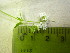  ( - TJD-593)  @11 [ ] CreativeCommons - Attribution Non-Commercial (2013) MTMG McGill University Herbarium