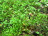  (Carex tribuloides var. tribuloides - TJD-596)  @11 [ ] CreativeCommons - Attribution Non-Commercial (2013) MTMG McGill University Herbarium