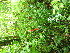  ( - TJD-597)  @11 [ ] CreativeCommons - Attribution Non-Commercial (2013) MTMG McGill University Herbarium