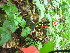  ( - TJD-618)  @11 [ ] CreativeCommons - Attribution Non-Commercial (2013) MTMG McGill University Herbarium