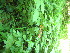  ( - TJD-622)  @11 [ ] CreativeCommons - Attribution Non-Commercial (2013) MTMG McGill University Herbarium