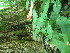  ( - TJD-623)  @11 [ ] CreativeCommons - Attribution Non-Commercial (2013) MTMG McGill University Herbarium