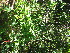  ( - TJD-625)  @11 [ ] CreativeCommons - Attribution Non-Commercial (2013) MTMG McGill University Herbarium