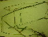  ( - TJD-625)  @11 [ ] CreativeCommons - Attribution Non-Commercial (2013) MTMG McGill University Herbarium