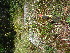  ( - TJD-626)  @11 [ ] CreativeCommons - Attribution Non-Commercial (2013) MTMG McGill University Herbarium
