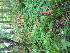  ( - TJD-631)  @11 [ ] CreativeCommons - Attribution Non-Commercial (2013) MTMG McGill University Herbarium