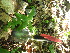  ( - TJD-634)  @11 [ ] CreativeCommons - Attribution Non-Commercial (2013) MTMG McGill University Herbarium