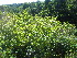  ( - TJD-637)  @11 [ ] CreativeCommons - Attribution Non-Commercial (2013) MTMG McGill University Herbarium