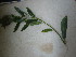  ( - TJD-637)  @11 [ ] CreativeCommons - Attribution Non-Commercial (2013) MTMG McGill University Herbarium