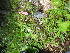  ( - TJD-640)  @11 [ ] CreativeCommons - Attribution Non-Commercial (2013) MTMG McGill University Herbarium