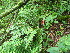  ( - TJD-642)  @11 [ ] CreativeCommons - Attribution Non-Commercial (2013) MTMG McGill University Herbarium