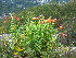  (Lilium lancifolium - TJD-645)  @11 [ ] CreativeCommons - Attribution Non-Commercial (2013) MTMG McGill University Herbarium