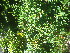 ( - TJD-649)  @11 [ ] CreativeCommons - Attribution Non-Commercial (2013) MTMG McGill University Herbarium