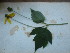  ( - TJD-649)  @11 [ ] CreativeCommons - Attribution Non-Commercial (2013) MTMG McGill University Herbarium