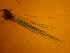 ( - TJD-654)  @11 [ ] CreativeCommons - Attribution Non-Commercial (2013) MTMG McGill University Herbarium
