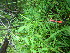  ( - TJD-661)  @11 [ ] CreativeCommons - Attribution Non-Commercial (2013) MTMG McGill University Herbarium