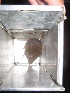  ( - FML-Ver000029)  @11 [ ] No Rights Reserved (2016) Ignacio Ferro Fundación Migel Lillo