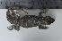  (Liolaemus forsteri - FML-Ver000110-CSA-3057)  @11 [ ] nrr (2030) Cristian S. Abdala UEL-Lillo