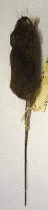  ( - FML-Ver000006)  @11 [ ] No Rights Reserved (2016) Eduardo Martín Fundación Migel Lillo