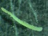  ( - ZMBN_144196)  @11 [ ] Creative Commons BY NC SA (2022) University of Bergen Natural History Collections