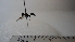  (Polybia sp. 1HMC - Vesp-0003)  @11 [ ] Copyright  Unspecified Unspecified