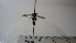  (Polybia sp. 3HMC - Vesp-0006)  @11 [ ] Copyright  Unspecified Unspecified