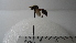  (Polybia sp. 8HMC - Vesp-0033)  @12 [ ] Copyright  Unspecified Unspecified