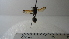  (Polybia sp. 10HMC - Vesp-0034)  @12 [ ] Copyright  Unspecified Unspecified