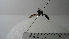  (Polybia sp. 12HMC - Vesp-0041)  @11 [ ] Copyright  Unspecified Unspecified
