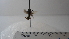  (Polybia sp. 13HMC - Vesp-0042)  @11 [ ] Copyright  Unspecified Unspecified
