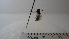  (Polybia sp. 2HMC - Vesp-0050)  @13 [ ] Copyright  Unspecified Unspecified