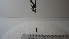  (Omicron sp. 1HMC - Vesp-0107)  @12 [ ] Copyright  Unspecified Unspecified