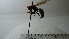  ( - Vesp-0219)  @11 [ ] Copyright  Unspecified Unspecified
