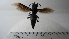  ( - Vesp-0228)  @11 [ ] Copyright  Unspecified Unspecified