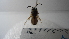  ( - Vesp-0275)  @11 [ ] Copyright  Unspecified Unspecified
