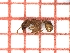  (Tetramorium semilaeve - LPC18-007-a)  @13 [ ] Laboratory of Social and Myrmecophilous Insects (2019) Casacci, Luca Pietro Polish Academy of Science, Museum and Institute of Zoology