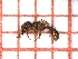  ( - LPC18-007-b)  @13 [ ] Laboratory of Social and Myrmecophilous Insects (2019) Casacci, Luca Pietro Polish Academy of Science, Museum and Institute of Zoology