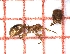  ( - LPC18-031-b)  @13 [ ] Laboratory of Social and Myrmecophilous Insects (2019) Casacci, Luca Pietro Polish Academy of Science, Museum and Institute of Zoology
