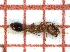  ( - LPC18-041-a)  @12 [ ] Laboratory of Social and Myrmecophilous Insects (2019) Casacci, Luca Pietro Polish Academy of Science, Museum and Institute of Zoology