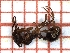  ( - LPC18-045-a)  @12 [ ] Laboratory of Social and Myrmecophilous Insects (2019) Casacci, Luca Pietro Polish Academy of Science, Museum and Institute of Zoology