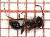  ( - LPC18-045-b)  @12 [ ] Laboratory of Social and Myrmecophilous Insects (2019) Casacci, Luca Pietro Polish Academy of Science, Museum and Institute of Zoology
