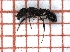  ( - LPC18-051-a)  @11 [ ] Laboratory of Social and Myrmecophilous Insects (2019) Casacci, Luca Pietro Polish Academy of Science, Museum and Institute of Zoology