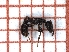  ( - LPC18-051-b)  @11 [ ] Laboratory of Social and Myrmecophilous Insects (2019) Casacci, Luca Pietro Polish Academy of Science, Museum and Institute of Zoology