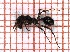  ( - LPC18-062-b)  @12 [ ] Laboratory of Social and Myrmecophilous Insects (2019) Casacci, Luca Pietro Polish Academy of Science, Museum and Institute of Zoology