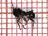  ( - LPC18-063-b)  @13 [ ] Laboratory of Social and Myrmecophilous Insects (2019) Casacci, Luca Pietro Polish Academy of Science, Museum and Institute of Zoology