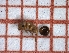  ( - LPC19-TEM49-p)  @11 [ ] Laboratory of Social and Myrmecophilous Insects (2019) Casacci, Luca Pietro Polish Academy of Science, Museum and Institute of Zoology