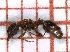  ( - LPC18-081-b)  @13 [ ] Laboratory of Social and Myrmecophilous Insects (2019) Casacci, Luca Pietro Polish Academy of Science, Museum and Institute of Zoology