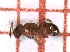  ( - LPC18-088-a)  @12 [ ] Laboratory of Social and Myrmecophilous Insects (2019) Casacci, Luca Pietro Polish Academy of Science, Museum and Institute of Zoology